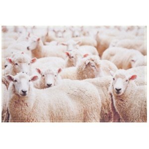 Küchenmatte "Sheep"