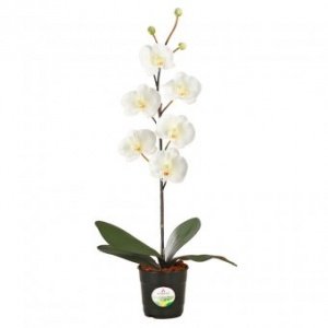 Kunstblume Orchidee maxi cream