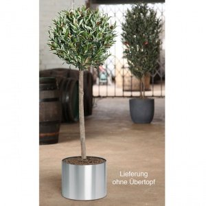 Kunstpflanze Olivenkugelbaum H 120 x D 4