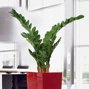 Kunstpflanze Smaragd Zamia, H 90 cm