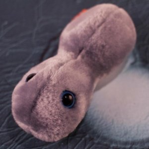 Kuschel-Mikroben - Gonorrhoe (Tripper)