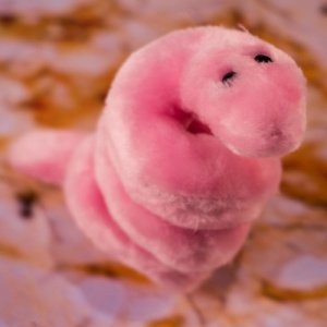 Kuschel-Mikroben - Syphilis