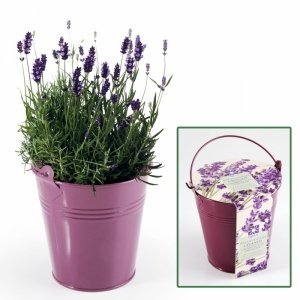 Lavendel im Zink-Topf