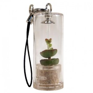 Lieblings-Pflanze ToGo