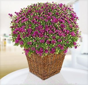Lilafarbene Chrysantheme im Korb-Übertop