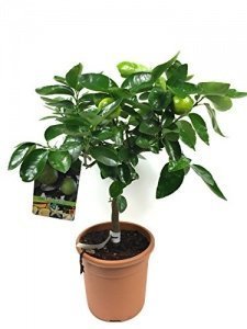 Limettenbaum - Lima Verde, Caipirinha Limette