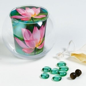 Lotusblüte im Glasgefäß