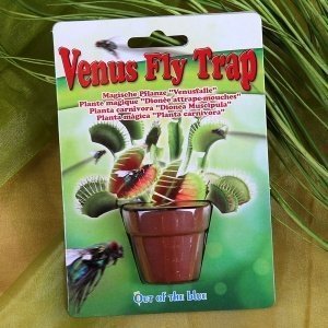 Magische Pflanze im Topf Venusfliegenfalle