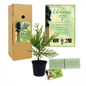 Mammutbaum-Setzling mit Urkunde