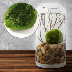 Marimo Mooskugel