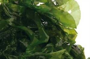 Meeressalat in Salzkonserve, 500g