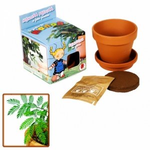 Mimose im Mini-Tontopf