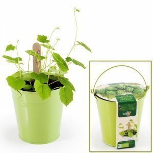 Mini Gurken im Zinktopf