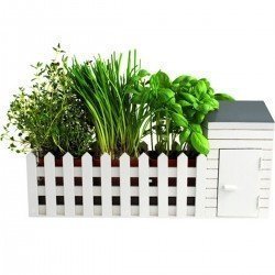 Mini Kräutergarten für drinnen