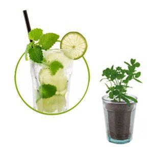 Minze für Ihren Cocktail