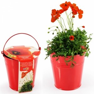 Mohnblume im Zinktopf