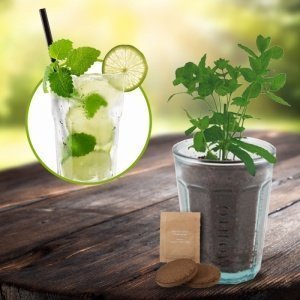 Mojito Minze im Glas