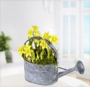 Narzissen-Zwiebeln in Gießkanne