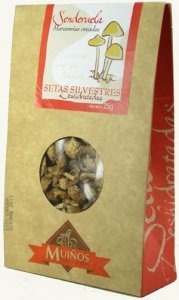 Nelkenschwindling (Marasmius oreades) ge