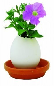 Noted Eggling Petunia