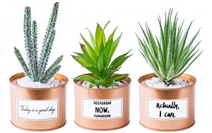 Odezza 3er Set Kaktus
