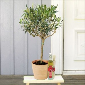 Olivenbaum mit Terrakotta-Übertopf mit B