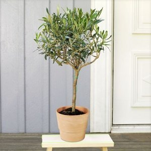 Olivenbaum mit Terrakotta-Übertopf