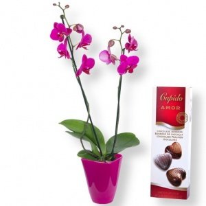 Orchidee pink und Pralinen-Herzen