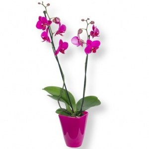 Orchidee pink