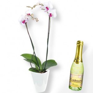 Orchidee weiß und Goldtraum-Piccolo