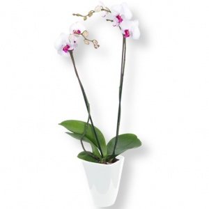 Orchidee weiß