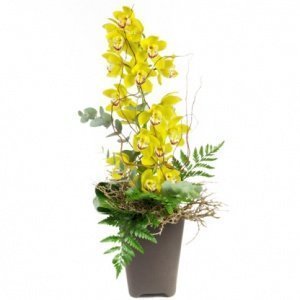 Orchideengesteck "Sunny"