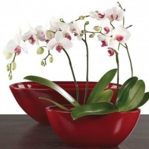 Orchideenschiff Zen Dark Red