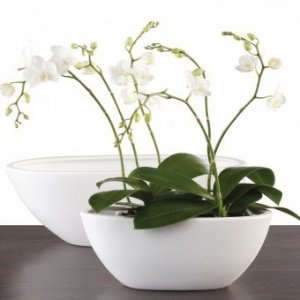 Orchideenschiff Zen Panna