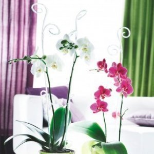 Orchideenstab transparent klar
