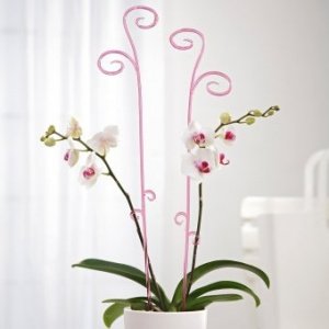 Orchideenstab transparent pink