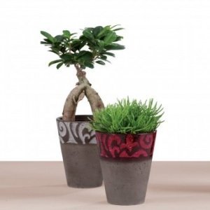 Orchideentopf Andalucia Cream