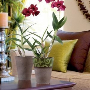 Orchideentopf Andalucia Green