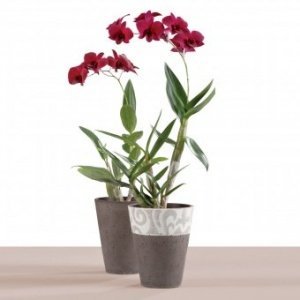 Orchideentopf Andalucia