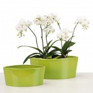 Orchideentopf Oval Pure Green