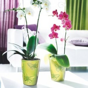 Orchideentopf Papillon grün