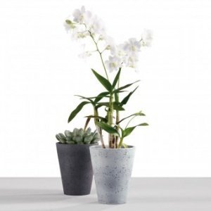 Orchideentopf Roca Blanca