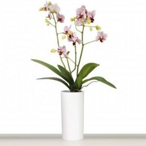 Orchideentopf / Vase Panna