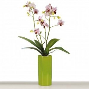 Orchideentopf / Vase Pure Green