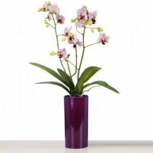 Orchideentopf / Vase Pure Violet