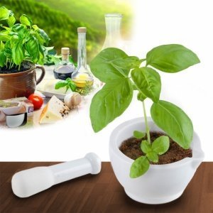 Pesto zum Selbermachen