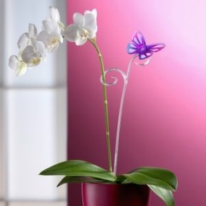 Pflanzenstab Butterfly lilac