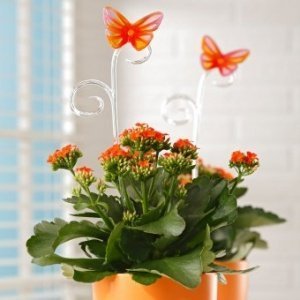 Pflanzenstab Butterfly orange