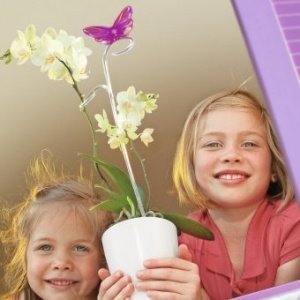 Pflanzenstab Butterfly pink