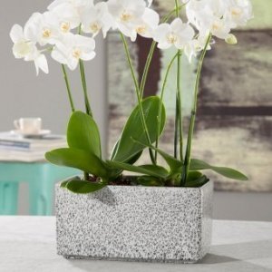 Pflanzgefäß 494 Black Spirit